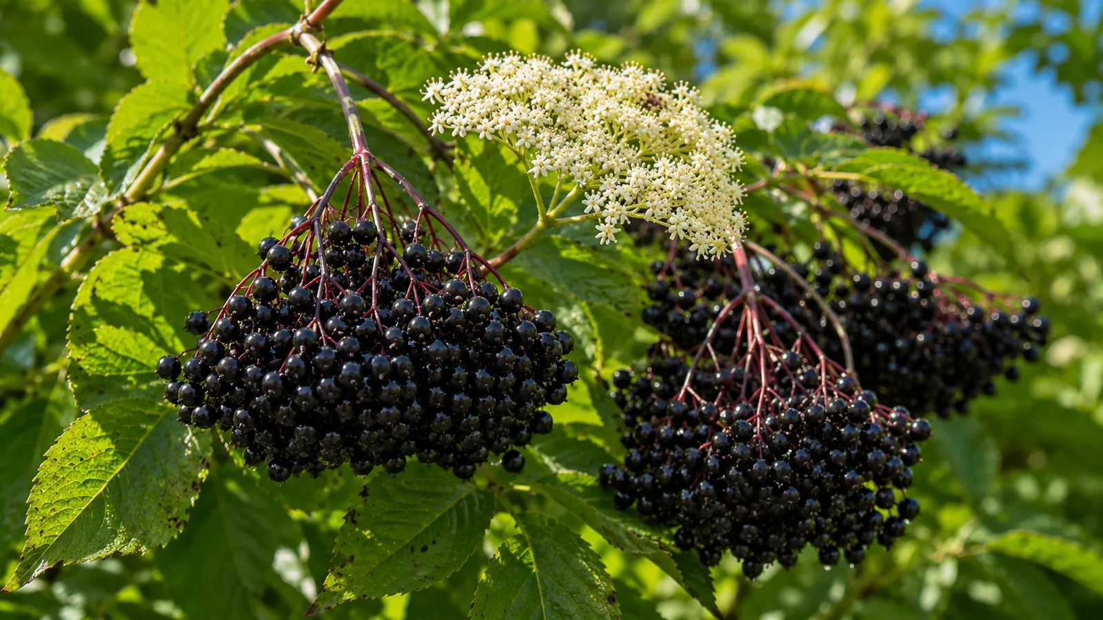 Reife schwarze Holunderbeeren in nach unten hängenden Dolden am Strauch, daneben eine weiße Holunderblütendolde