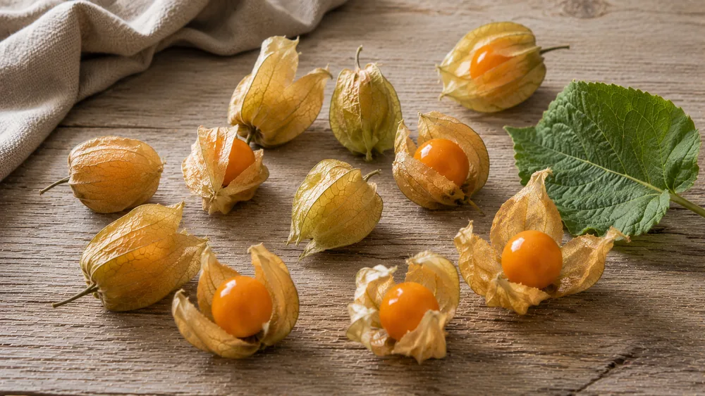Physalis: Die Andenbeere richtig essen, lagern und genießen